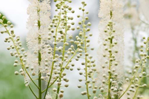 Phytothérapie : Actée à grappes noires