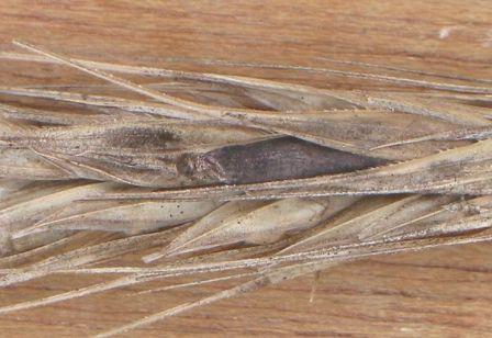 Ergot du seigle sur du seigle (Secale cereale) [© Rasbak, Wikimedia]