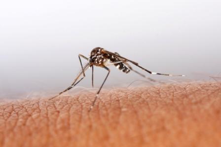 Si les piqûres d'insectes provoquent une réaction localisée d'intensité habituelle, il est possible de s'automédiquer.