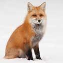 renard