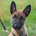 chien detecteur