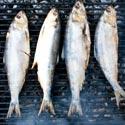 allergie poisson