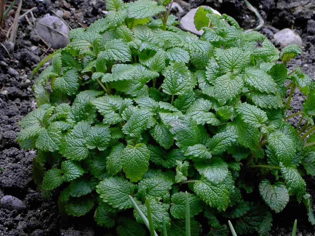 Cultivée en régions tempérées, la mélisse est une plante de la famille des labiées, tout comme la menthe.